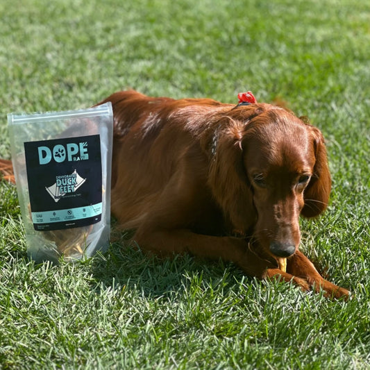 Top 5 Benefits of Raw Dog Food – Improve Your Dog's Health with Dope Raw