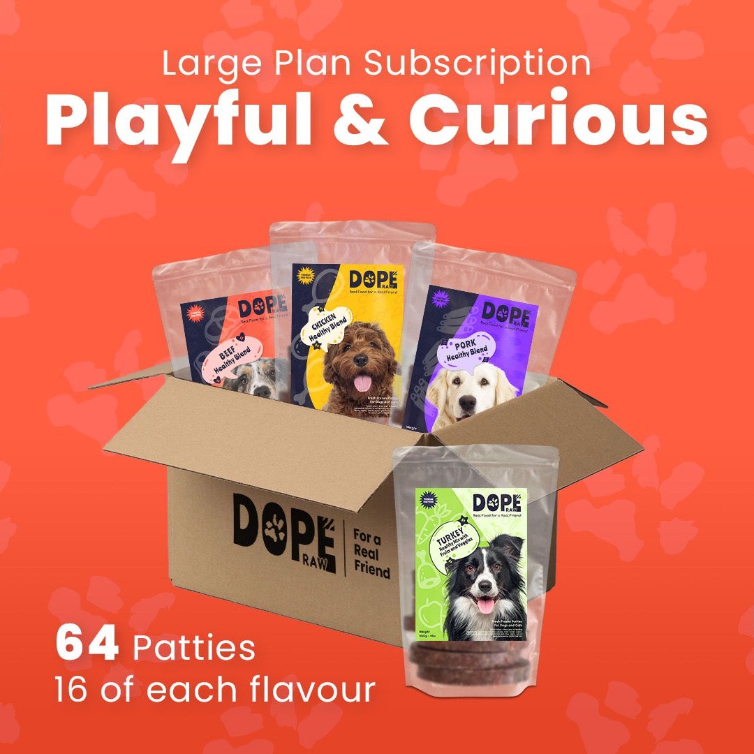 Playful & Curious | Large Plan Subscription